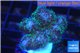 Pocillopora green & pink tip 2-3 cm WYSIWYG acclimaté