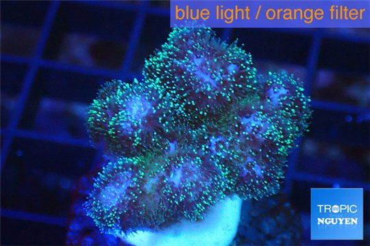 Pocillopora green & pink tip 2-3 cm WYSIWYG acclimaté