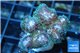 Pocillopora green & pink tip 2-3 cm WYSIWYG acclimaté