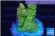 Acropora sunset premium 4-5 cm WYSIWYG acclimaté