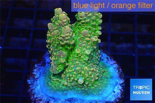 Acropora sunset premium 4-5 cm WYSIWYG acclimaté