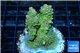 Acropora sunset premium 4-5 cm WYSIWYG acclimaté