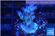 Acropora purple table Fijii 2-3 cm WYSIWYG acclimaté