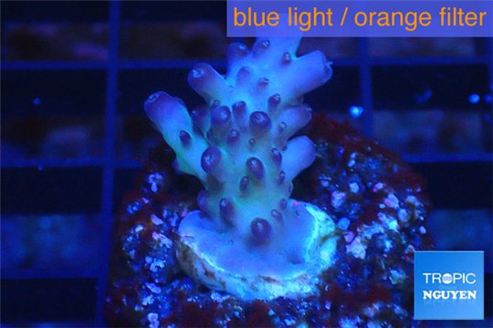 Acropora purple table Fijii 2-3 cm WYSIWYG acclimaté