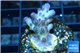 Acropora purple table Fijii 2-3 cm WYSIWYG acclimaté