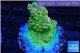 Acropora sunset premium 3-4 cm WYSIWYG acclimaté