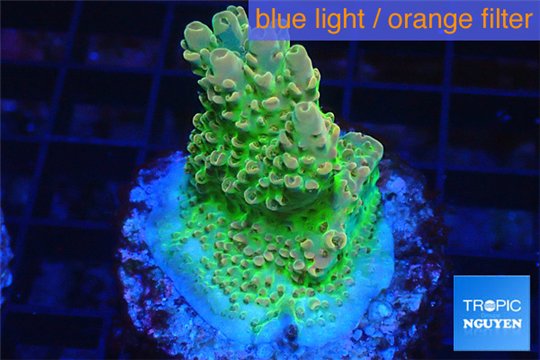 Acropora sunset premium 3-4 cm WYSIWYG acclimaté