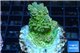 Acropora sunset premium 3-4 cm WYSIWYG acclimaté