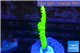 Acropora full neon green 3-5 cm WYSIWYG acclimaté