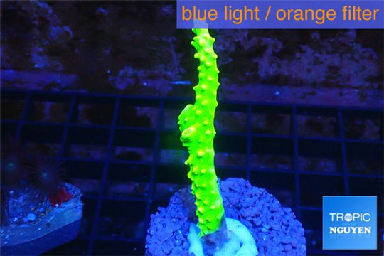 Acropora full neon green 3-5 cm WYSIWYG acclimaté