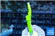 Acropora full neon green 3-5 cm WYSIWYG acclimaté