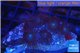 Parazoanthus gracilis yellow polyps 2-4 cm WYSIWYG acclimaté
