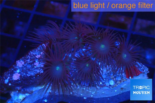 Parazoanthus gracilis yellow polyps 2-4 cm WYSIWYG acclimaté
