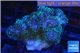 Pocillopora green & pink tip 2-3 cm WYSIWYG acclimaté