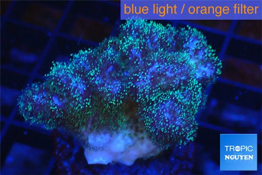 Pocillopora green & pink tip 2-3 cm WYSIWYG acclimaté