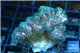 Pocillopora green & pink tip 2-3 cm WYSIWYG acclimaté