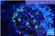 Pachyclavularia neon green 2-3 cm WYSIWYG acclimaté