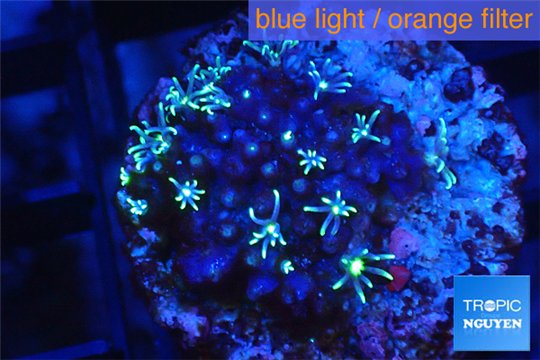 Pachyclavularia neon green 2-3 cm WYSIWYG acclimaté