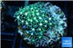 Pachyclavularia neon green 2-3 cm WYSIWYG acclimaté