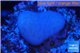 Sarcophyton full neon green polyps Australia 2 cm WYSIWYG acclimaté