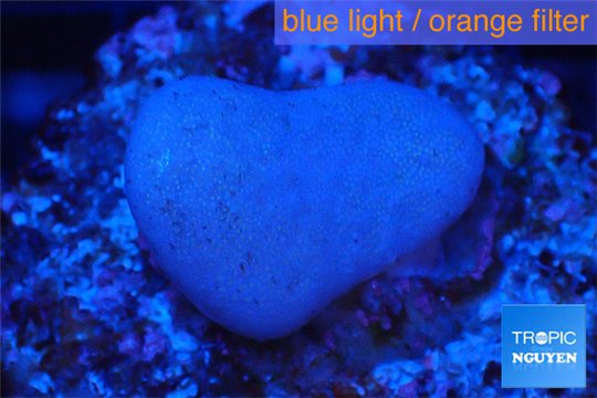 Sarcophyton full neon green polyps Australia 2 cm WYSIWYG acclimaté