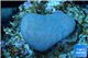 Sarcophyton full neon green polyps Australia 2 cm WYSIWYG acclimaté