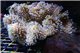 Sarcophyton polypes blancs Fidji - 4-7 cm