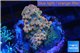 Acropora mango 2-4 cm WYSIWYG acclimaté