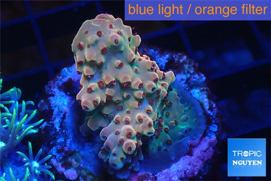 Acropora mango 2-4 cm WYSIWYG acclimaté