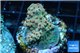 Acropora mango 2-4 cm WYSIWYG acclimaté