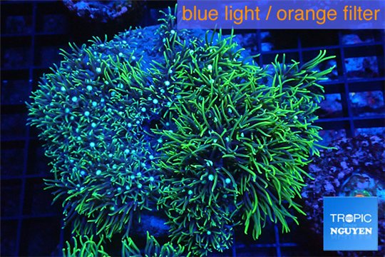 Pachyclavularia neon green 8-12 cm WYSIWYG acclimaté