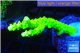 Acropora full neon green 5-6 cm WYSIWYG acclimaté