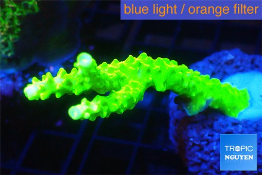 Acropora full neon green 5-6 cm WYSIWYG acclimaté
