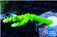Acropora full neon green 5-6 cm WYSIWYG acclimaté