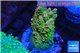 Acropora sunset premium 3-4 cm WYSIWYG acclimaté