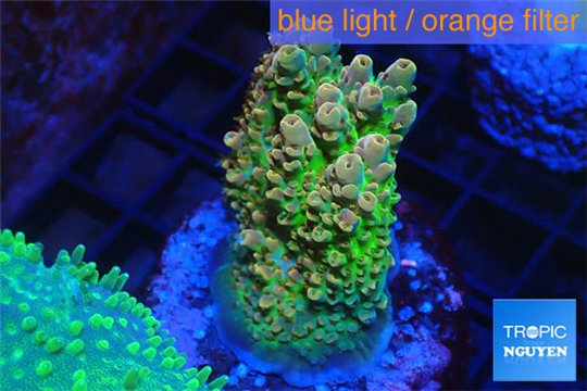 Acropora sunset premium 3-4 cm WYSIWYG acclimaté