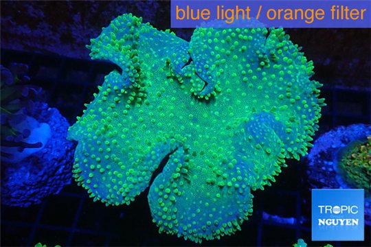 Sarcophyton greeny 8-12 cm WYSIWYG acclimaté