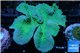 Sarcophyton greeny 8-12 cm WYSIWYG acclimaté