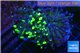 Euphyllia paraancora toxic green reverse 4-6 cm WYSIWYG acclimaté