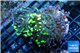 Euphyllia paraancora toxic green reverse 4-6 cm WYSIWYG acclimaté