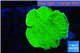 Montipora green cap 2-4 cm WYSIWYG acclimaté