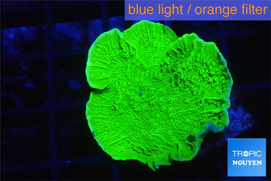 Montipora green cap 2-4 cm WYSIWYG acclimaté