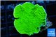 Montipora green cap 2-4 cm WYSIWYG acclimaté