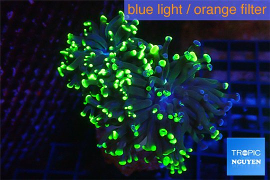 Euphyllia paraancora toxic green reverse 4-6 cm WYSIWYG acclimaté