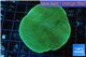 Porites green & purple polyps 5-6 cm WYSIWYG acclimaté
