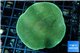 Porites green & purple polyps 5-6 cm WYSIWYG acclimaté