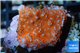 Montipora danae red poker star 1-2 cm WYSIWYG acclimaté
