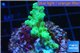 Acropora green purple Australia 3-4 cm WYSIWYG acclimaté