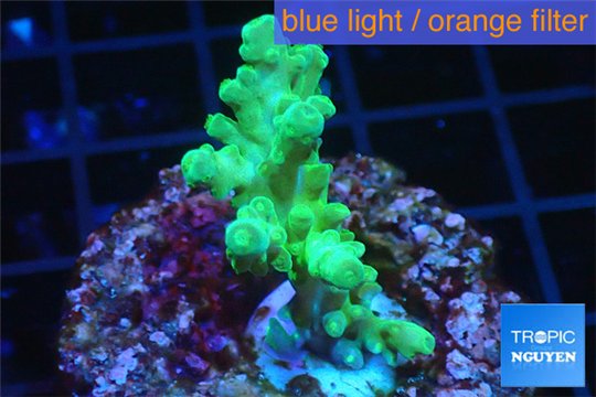 Acropora green purple Australia 3-4 cm WYSIWYG acclimaté