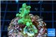 Acropora green purple Australia 3-4 cm WYSIWYG acclimaté